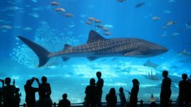 Aquarium de Paris