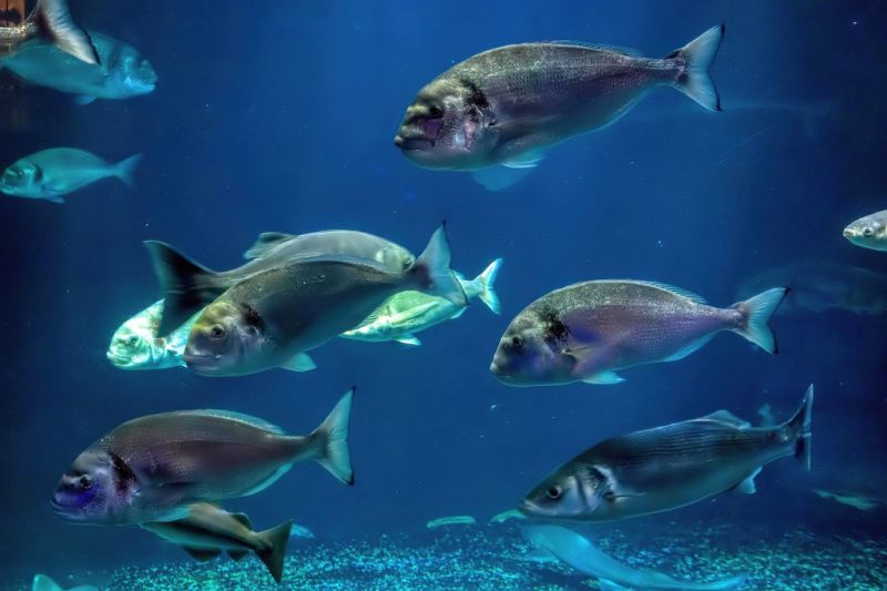 Aquarium de Paris
